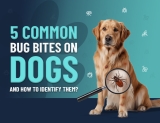 5 Common Bug Bites on Dogs and How to Identify Them