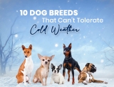 10 Dog Breeds That Can’t Tolerate Cold Weather