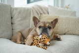 Join P.L.A.Y.’s Ambassador Program – Play Pet Brands