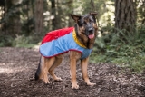 Top 5 Outdoor Summer Activities to Enjoy with Your Dog – Play Pet Brands