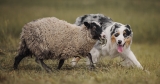 What Are the Different Types of Herding Dogs?
