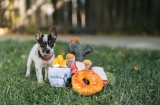 P.L.A.Y. Collaborates with Fellow B Corp Bra – Play Pet Brands
