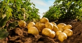 Can Dogs Eat Potatoes? A Feeding Guide