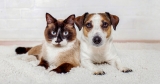 What Are the Most Cat-Friendly Dog Breeds?