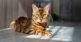Cat Breeds That Act Like Dogs