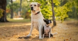 Finding the Friendliest Dog Breeds